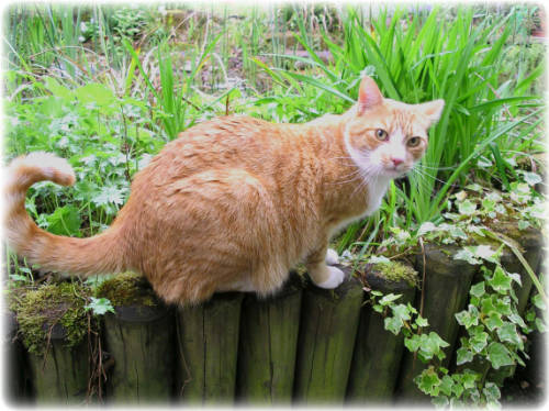 Ein Kater macht Urlaub