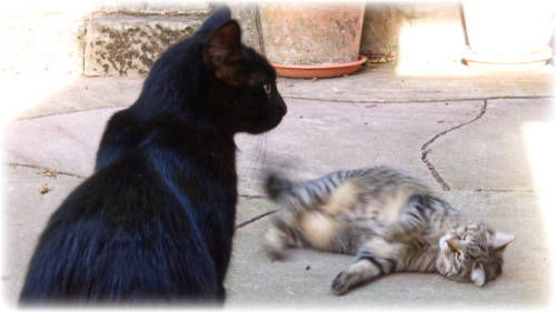 Baghira und Virendi im Garten fW weiss