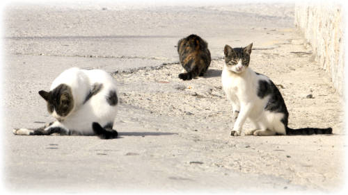 Spenden 3Katzen fW weiß