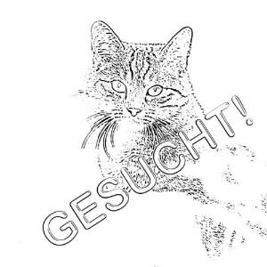 Katze gesucht fW Striche